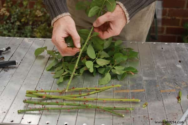 Proven Method: Grow Stunning Roses from Cuttings Using Potatoes
