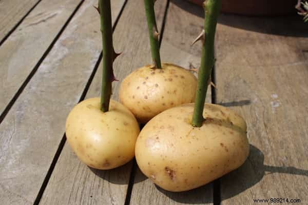 Proven Method: Grow Stunning Roses from Cuttings Using Potatoes