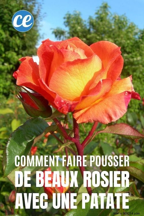 Proven Method: Grow Stunning Roses from Cuttings Using Potatoes