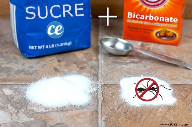 Eliminate Ants at Home: Proven Sugar and Baking Soda Trap