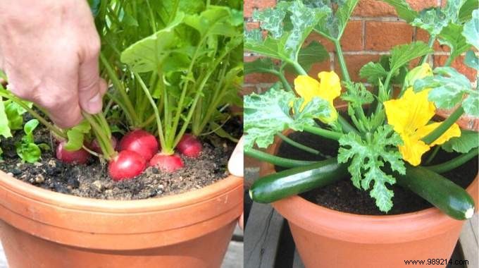 21 Easiest Fruits and Vegetables to Grow in Pots: Proven Tips for Balconies and Small Spaces