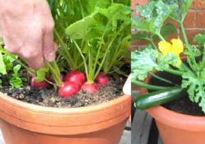21 Easiest Fruits and Vegetables to Grow in Pots: Proven Tips for Balconies and Small Spaces