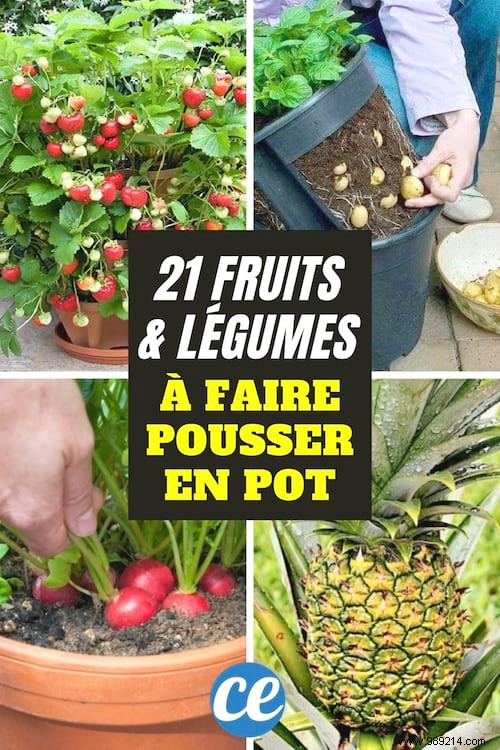 21 Easiest Fruits and Vegetables to Grow in Pots: Proven Tips for Balconies and Small Spaces