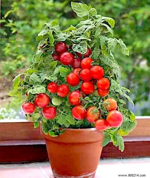 21 Easiest Fruits and Vegetables to Grow in Pots: Proven Tips for Balconies and Small Spaces