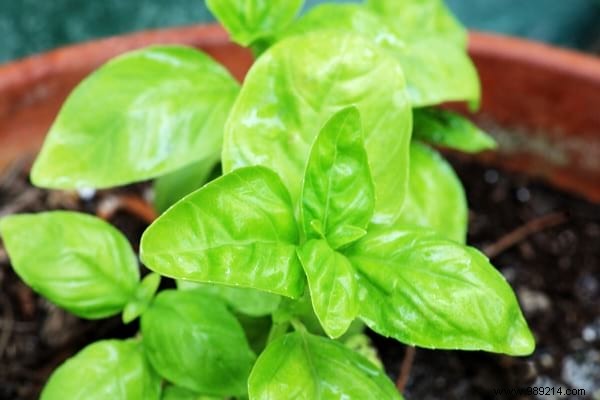 21 Easiest Fruits and Vegetables to Grow in Pots: Proven Tips for Balconies and Small Spaces