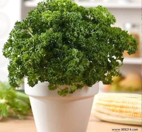 21 Easiest Fruits and Vegetables to Grow in Pots: Proven Tips for Balconies and Small Spaces