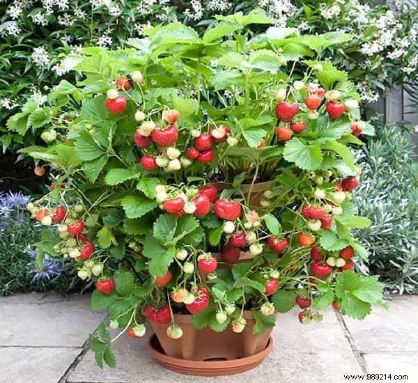 21 Easiest Fruits and Vegetables to Grow in Pots: Proven Tips for Balconies and Small Spaces