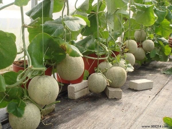 21 Easiest Fruits and Vegetables to Grow in Pots: Proven Tips for Balconies and Small Spaces