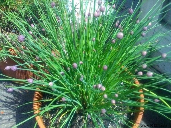 21 Easiest Fruits and Vegetables to Grow in Pots: Proven Tips for Balconies and Small Spaces