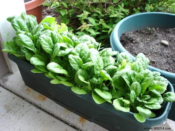 21 Easiest Fruits and Vegetables to Grow in Pots: Proven Tips for Balconies and Small Spaces