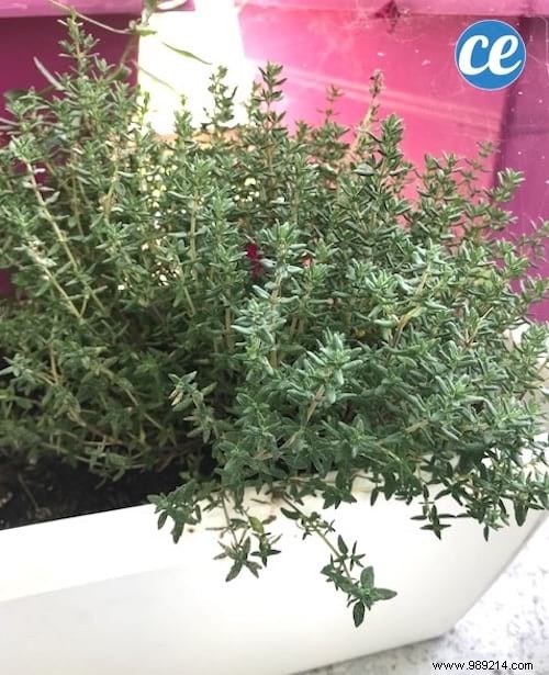 21 Easiest Fruits and Vegetables to Grow in Pots: Proven Tips for Balconies and Small Spaces