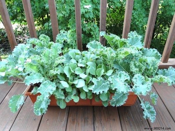 21 Easiest Fruits and Vegetables to Grow in Pots: Proven Tips for Balconies and Small Spaces