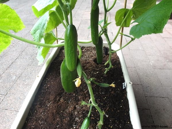 21 Easiest Fruits and Vegetables to Grow in Pots: Proven Tips for Balconies and Small Spaces