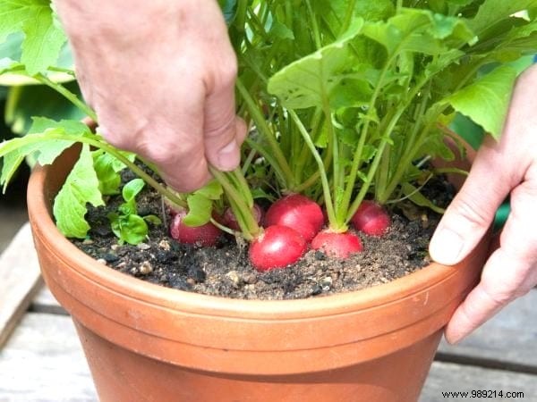 21 Easiest Fruits and Vegetables to Grow in Pots: Proven Tips for Balconies and Small Spaces