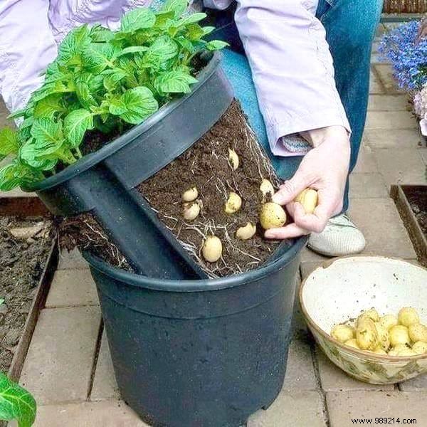 21 Easiest Fruits and Vegetables to Grow in Pots: Proven Tips for Balconies and Small Spaces