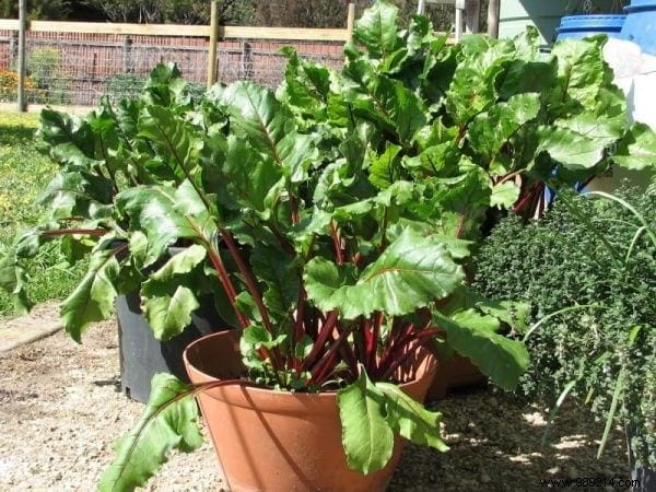 21 Easiest Fruits and Vegetables to Grow in Pots: Proven Tips for Balconies and Small Spaces
