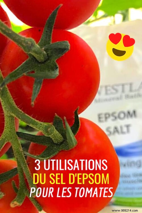 3 Proven Epsom Salt Uses for Bigger, Healthier Tomatoes