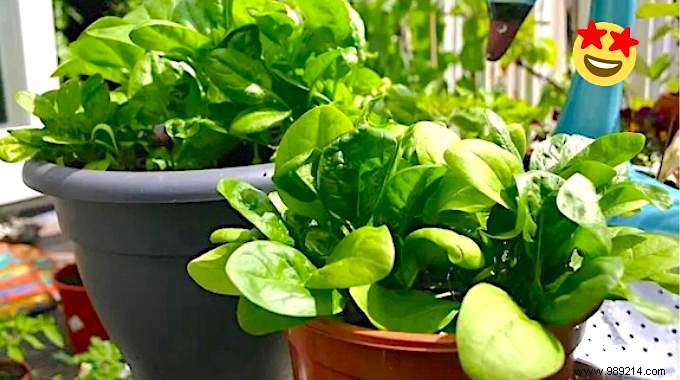 How to Grow Spinach in Pots: 12 Proven Gardening Tips from Experts