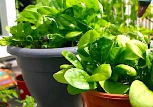 How to Grow Spinach in Pots: 12 Proven Gardening Tips from Experts