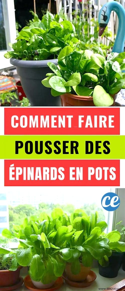 How to Grow Spinach in Pots: 12 Proven Gardening Tips from Experts