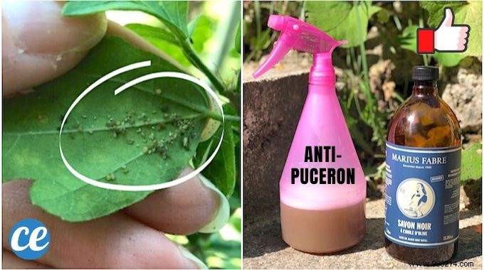 Effective Natural Anti-Aphid Spray: Protect Your Plants with Black Soap