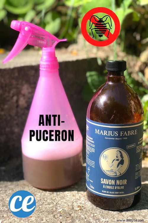 Effective Natural Anti-Aphid Spray: Protect Your Plants with Black Soap