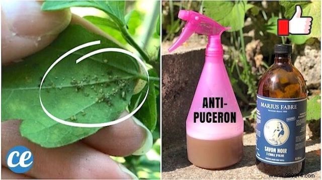 Effective Natural Anti-Aphid Spray: Protect Your Plants with Black Soap