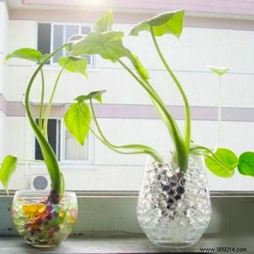 23 Proven Gardening Tips to Conserve Water and Keep Your Garden Thriving