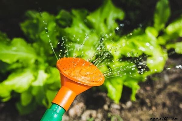 23 Proven Gardening Tips to Conserve Water and Keep Your Garden Thriving