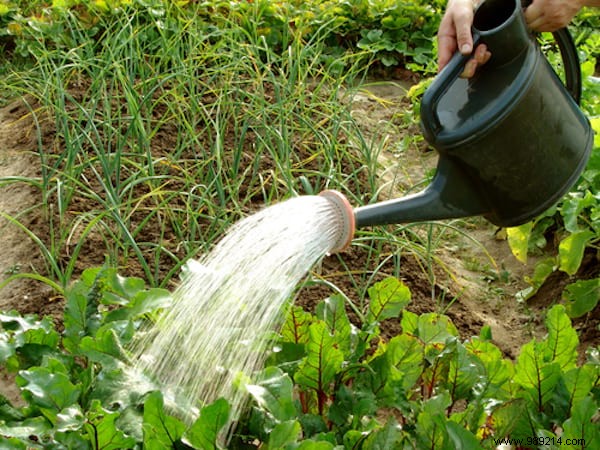 23 Proven Gardening Tips to Conserve Water and Keep Your Garden Thriving