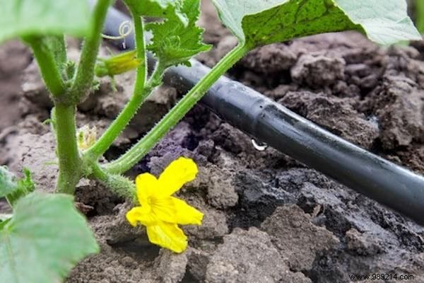 23 Proven Gardening Tips to Conserve Water and Keep Your Garden Thriving