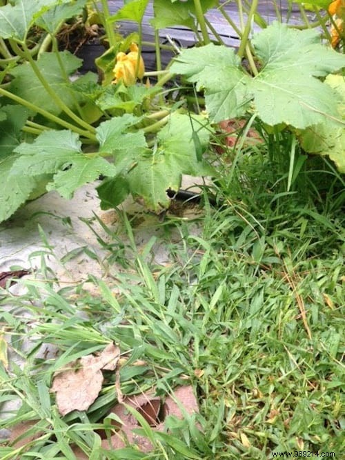 23 Proven Gardening Tips to Conserve Water and Keep Your Garden Thriving