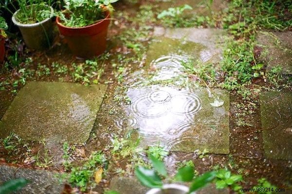 23 Proven Gardening Tips to Conserve Water and Keep Your Garden Thriving