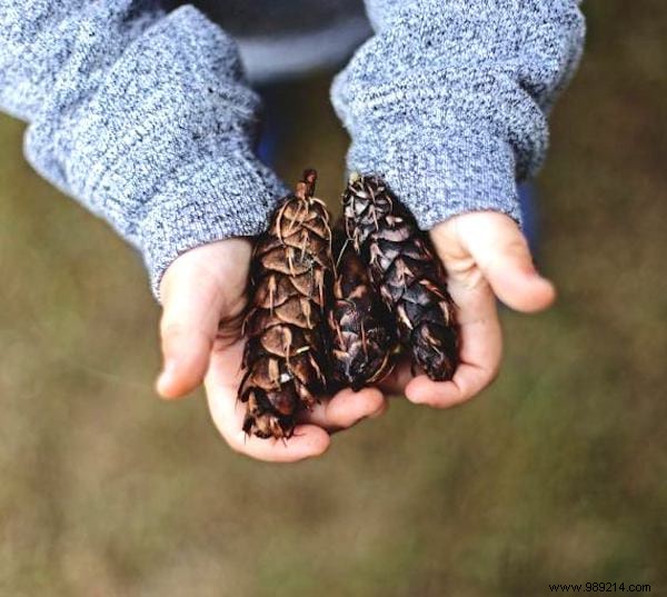 9 Proven, Humane Ways to Keep Cats Out of Your Garden Permanently