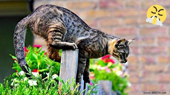 9 Proven, Humane Ways to Keep Cats Out of Your Garden Permanently