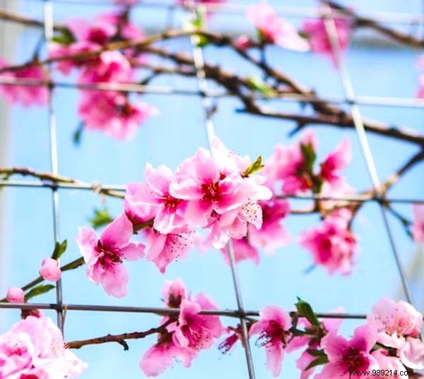 9 Proven, Humane Ways to Keep Cats Out of Your Garden Permanently