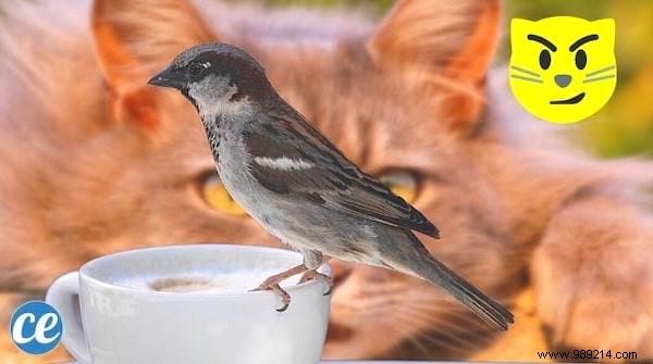 9 Proven, Humane Ways to Keep Cats Out of Your Garden Permanently