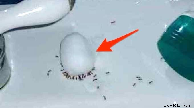 Eliminate Ants Overnight: Proven Natural Sugar and Baking Soda Trap