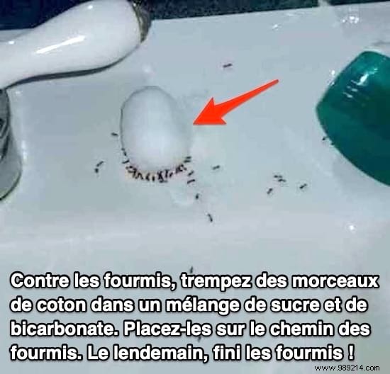 Eliminate Ants Overnight: Proven Natural Sugar and Baking Soda Trap