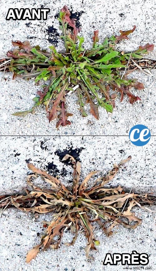 12 Proven Natural Weed Killers: Easy, Eco-Friendly Recipes from Seasoned Gardeners