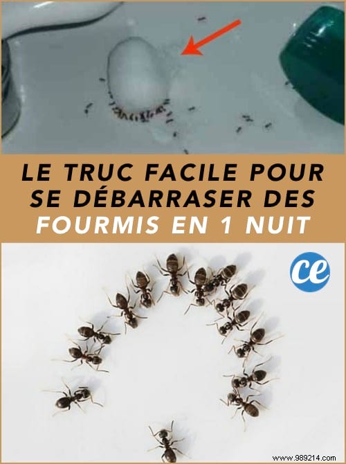 Eliminate Ants Overnight: Proven Natural Sugar and Baking Soda Trap