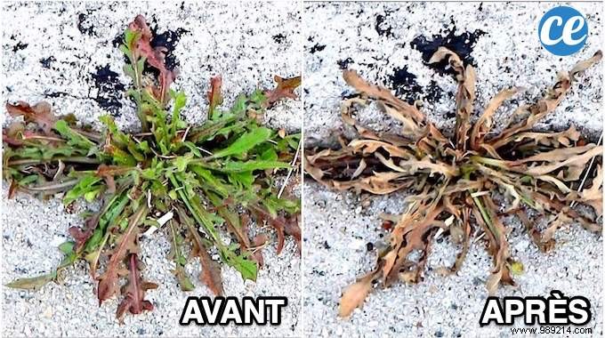 12 Proven Natural Weed Killers: Easy, Eco-Friendly Recipes from Seasoned Gardeners