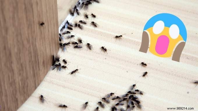 5 Proven Natural Remedies to Repel Ants at Home – Time-Tested Grandma s Tricks