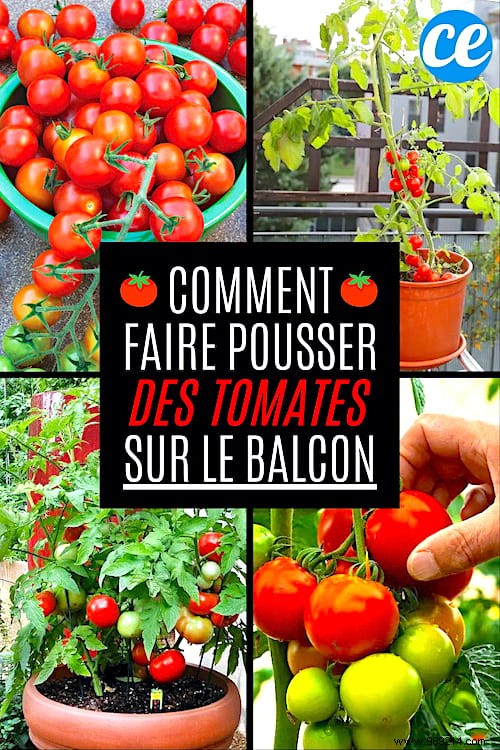 23 Proven Tips for Growing Abundant Tomatoes on Your Balcony