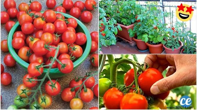23 Proven Tips for Growing Abundant Tomatoes on Your Balcony