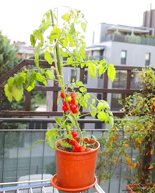 23 Proven Tips for Growing Abundant Tomatoes on Your Balcony