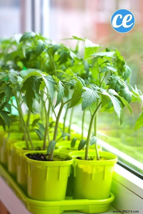 23 Proven Tips for Growing Abundant Tomatoes on Your Balcony