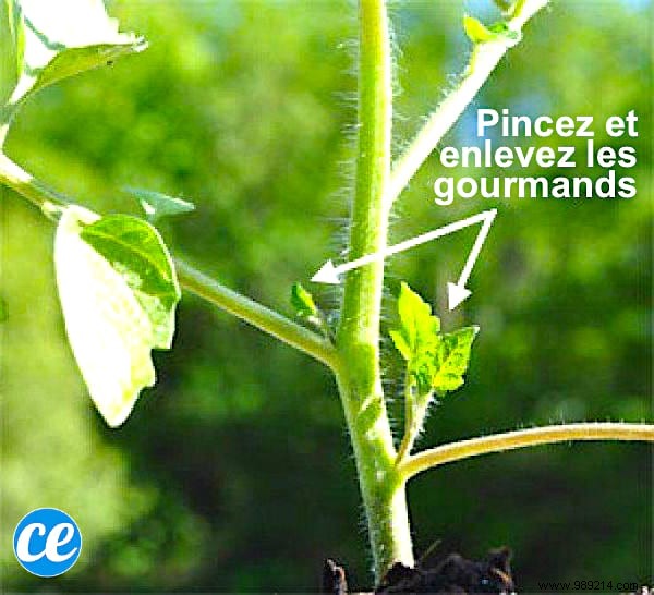 23 Proven Tips for Growing Abundant Tomatoes on Your Balcony