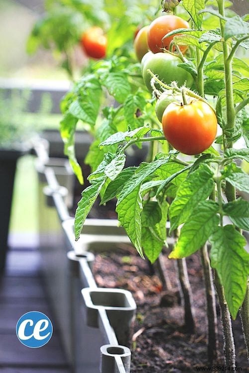 23 Proven Tips for Growing Abundant Tomatoes on Your Balcony