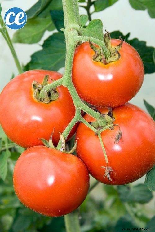 23 Proven Tips for Growing Abundant Tomatoes on Your Balcony